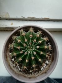 Close-up of succulent plant in pot