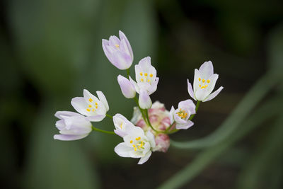 Close-up of white flowers