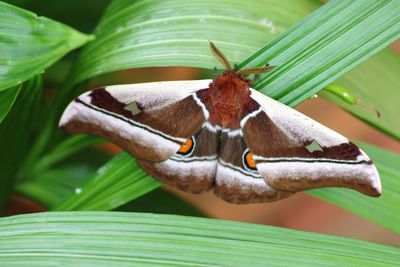 Close-up of butterfly on leaf