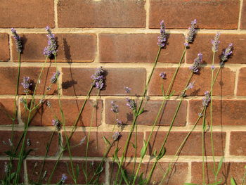 Full frame shot of patterned wall