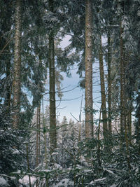 Pine trees in forest during winter