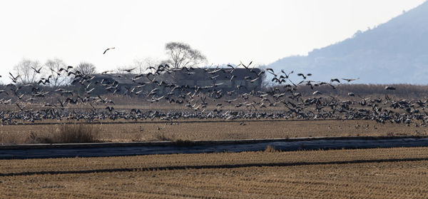 View of birds on land against sky