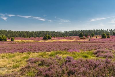 Scenic view of flowering plants on field against sky