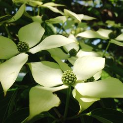 Close-up of white flowers