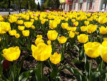 Close-up of yellow flowers blooming in field