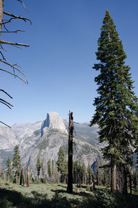 Scenic view of pine trees against clear sky