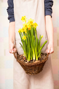 Daffodils in a basket. basket with beautiful flowers in the hands of a young girl.