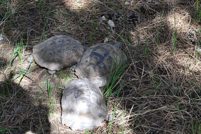 High angle view of tortoise on land
