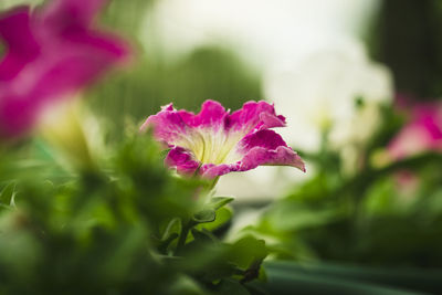 Close-up of pink flower