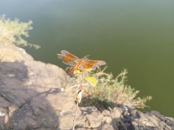 Close-up of insect on rock