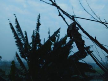 Close-up of silhouette tree against sky