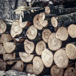 Full frame shot of logs in forest