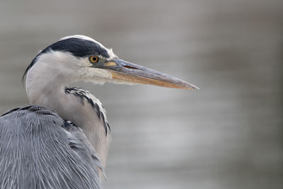 Close-up of a bird