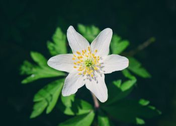 Close-up of white flower