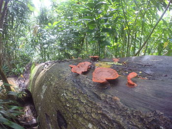 Close-up of leaves against trees