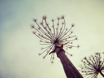 Low angle view of dandelion against sky