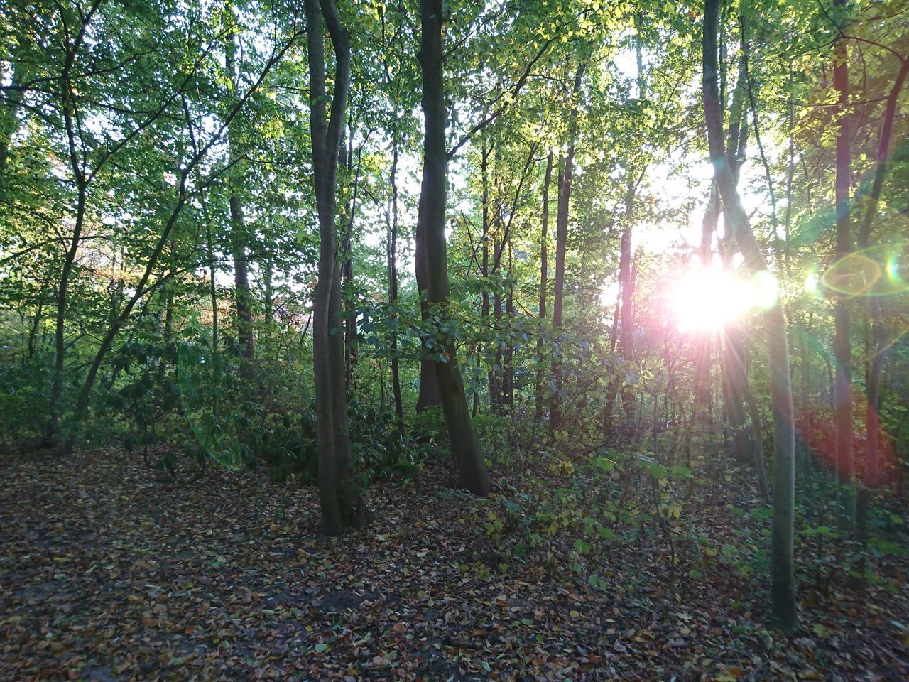 TREES IN THE FOREST