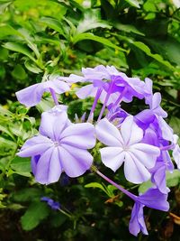 Close-up of purple iris blooming outdoors