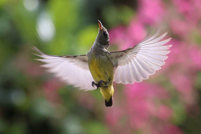 Close-up of bird flying