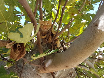 Low angle view of a tree