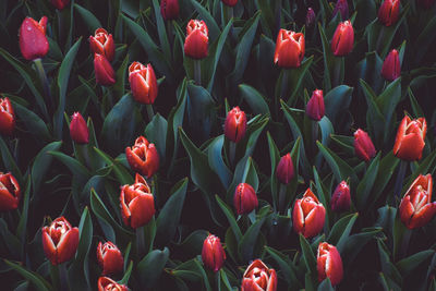 Close-up of red tulip flowers