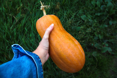 Hand holding pumpkin. ripe orange long farmer eco-friendly pumpkins in the hand of a farmer 