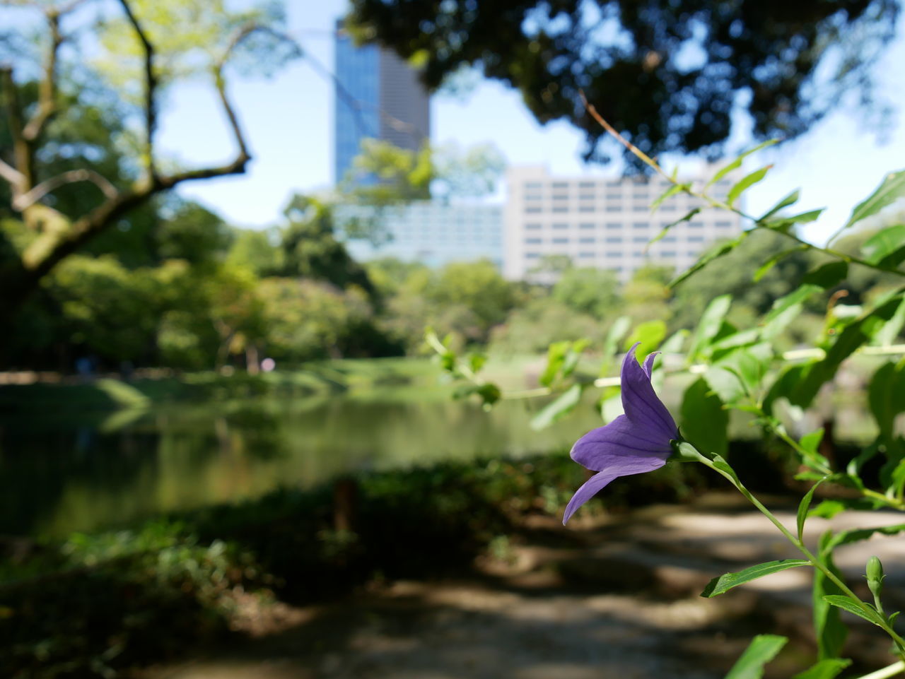 CLOSE-UP OF PURPLE FLOWERING PLANT AGAINST WATER