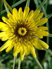 Close-up of yellow flower blooming outdoors