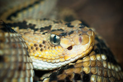 Close-up of lizard