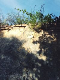 Shadow of tree on plant against sky