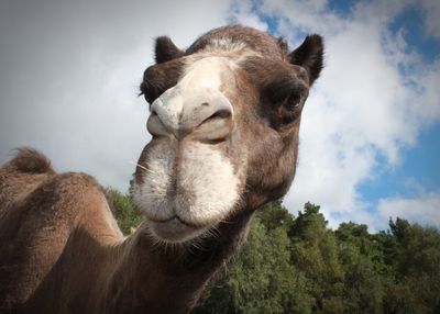 Close-up of camel against cloudy sky