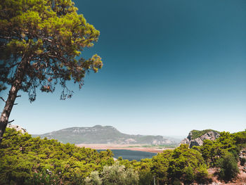 Scenic view of trees and plants against sky