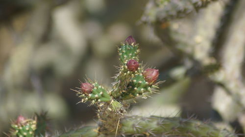 Close-up of thistle against blurred background