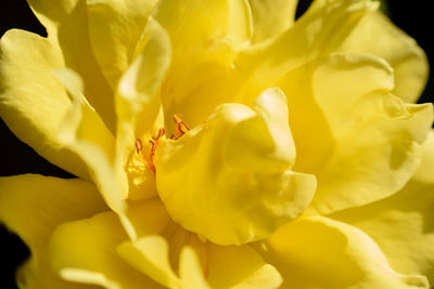 Close-up of yellow flower