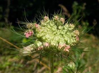 Close-up of plant