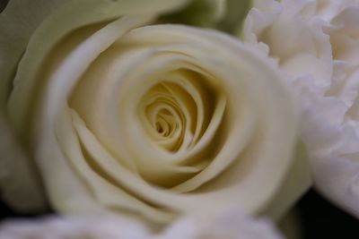 Close-up of white rose