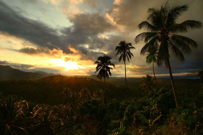 Palm trees at sunset