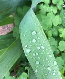 Close-up of raindrops on leaves