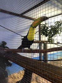 Close-up of bird in cage