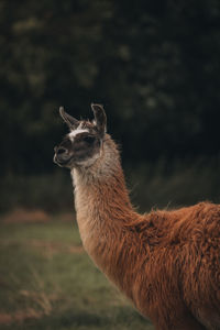 Close-up of deer