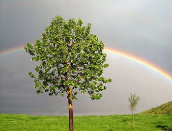 Tree on field against rainbow in sky