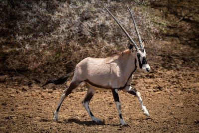 Gemsbok gallops over stony ground past bushes