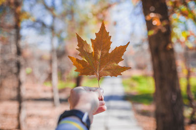 Close-up of hand holding maple leaves during autumn