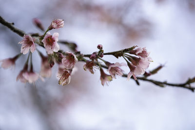 Close-up of cherry blossoms in spring