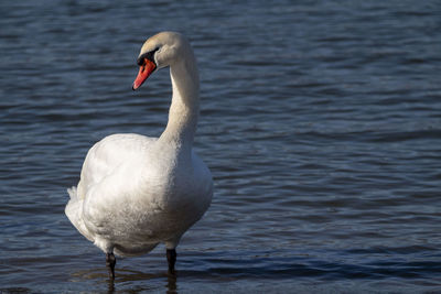 Swan in lake