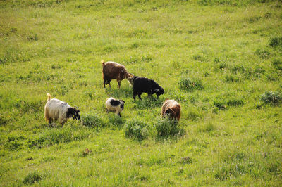 Goats  grazing in a field