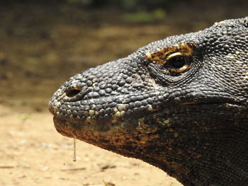 Close-up of lizard