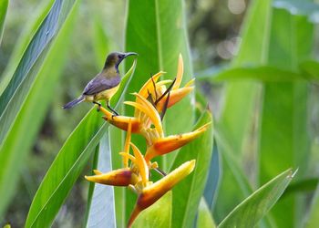 Close-up of bird perching on plant