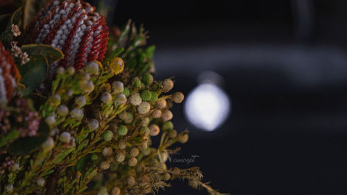 Close-up of fruits growing on tree