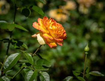 Close-up of yellow flowering plant